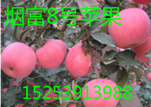 煙富3號(hào)蘋(píng)果苗 山東煙富3號(hào)蘋(píng)果苗 脫毒煙富3號(hào) 煙富3號(hào)蘋(píng)果苗價(jià)格