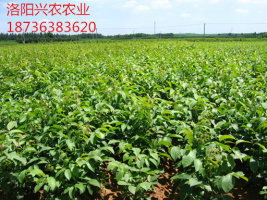 河南品種最全的遼核核桃苗基地