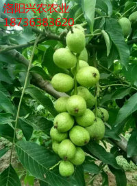 河南哪里有垂玲6號穗狀核桃苗