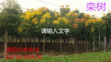 河南品種最全的欒樹綠化苗基地