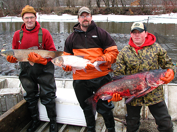 北京新科水產(chǎn)淡水魚苗批發(fā) 草魚苗價(jià)格 草魚魚苗批發(fā)價(jià)格