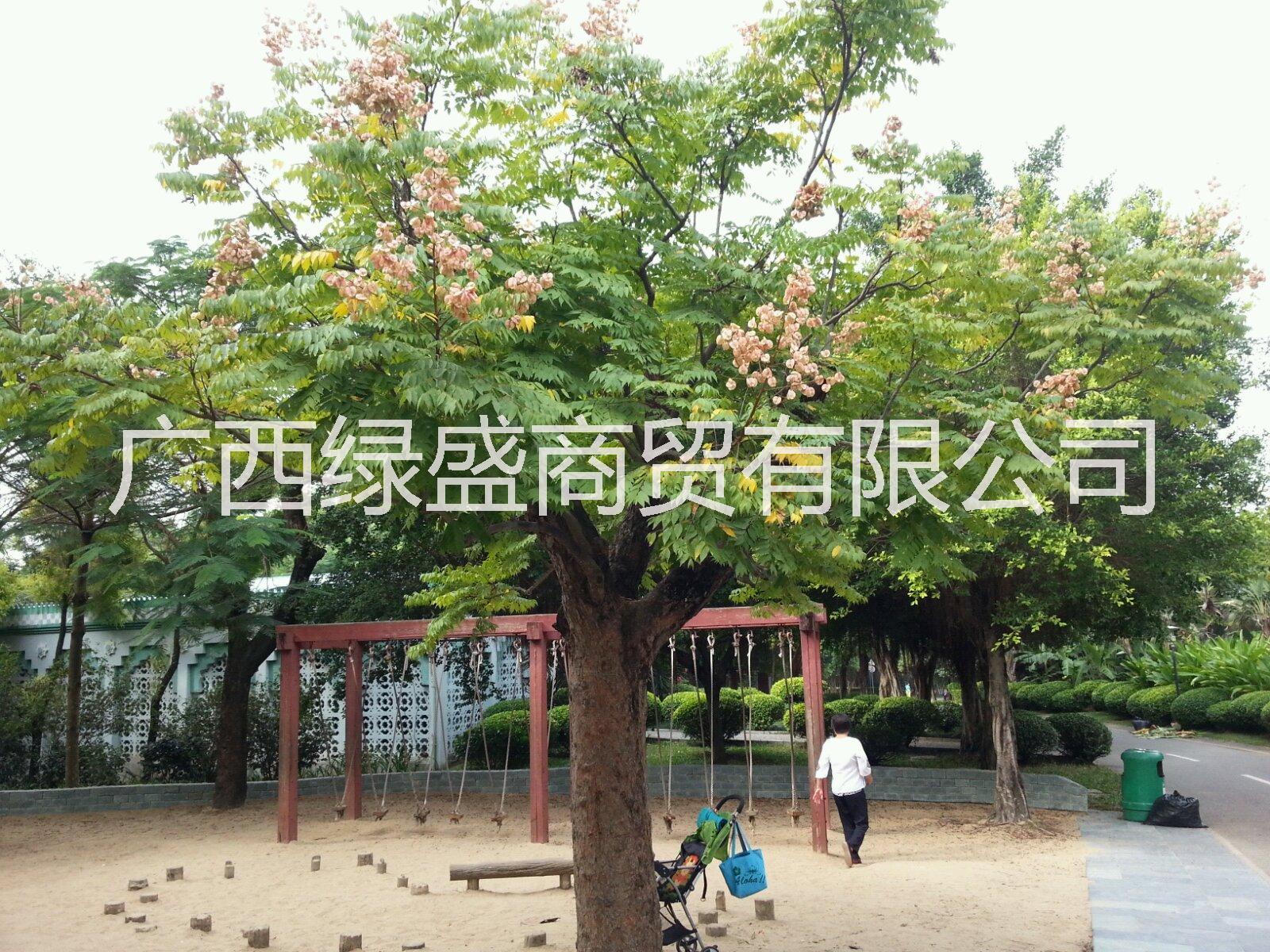 供應(yīng)復(fù)羽葉欒樹小苗及種子