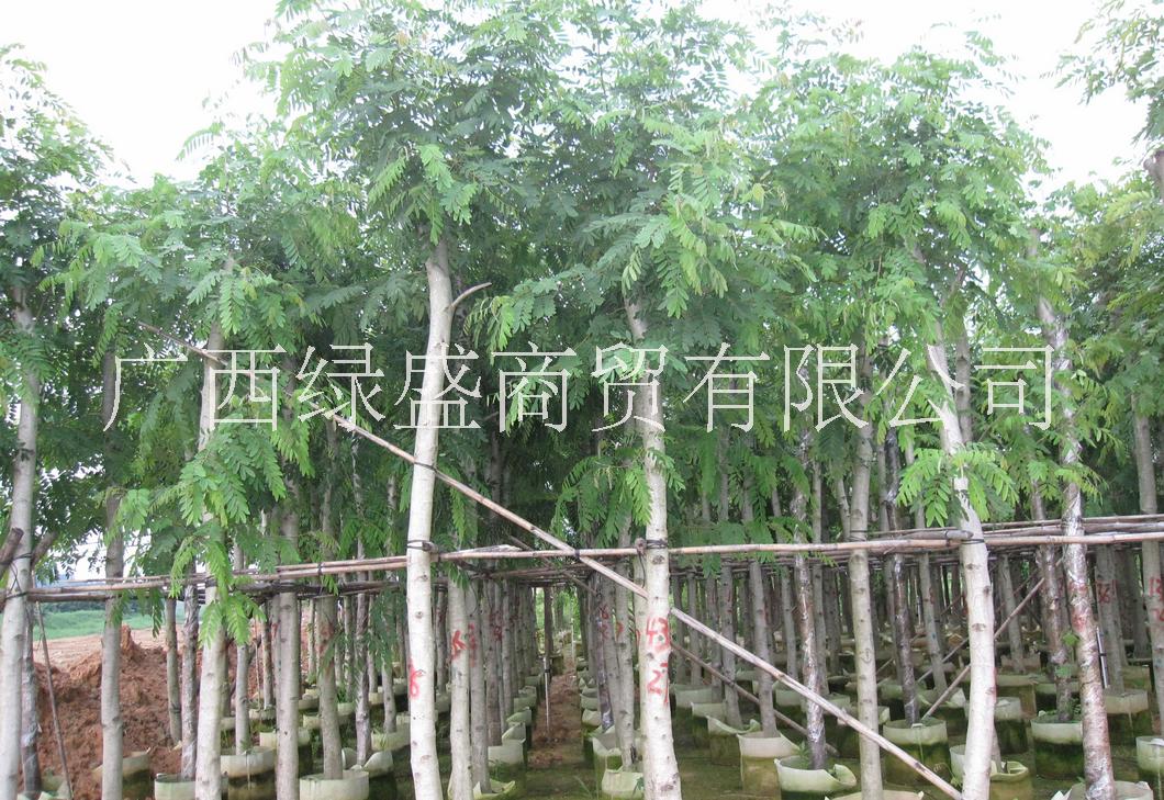 供應(yīng)鉄刀木小苗及種子