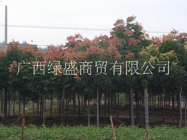 供應(yīng)復(fù)羽葉欒樹小苗及種子