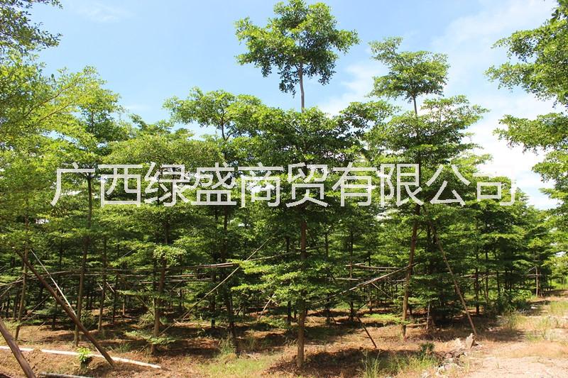 供應(yīng)小葉欖仁小苗及種子