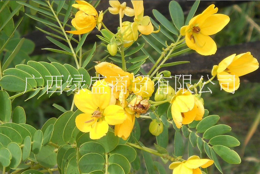 供應(yīng)小葉黃槐小苗及種子