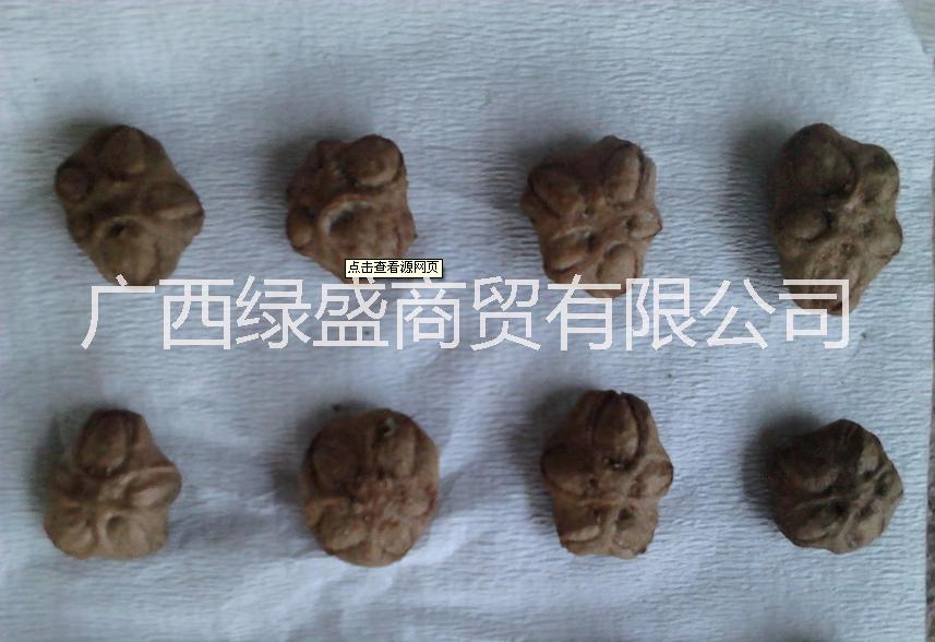 供應(yīng)人面子小苗及種子