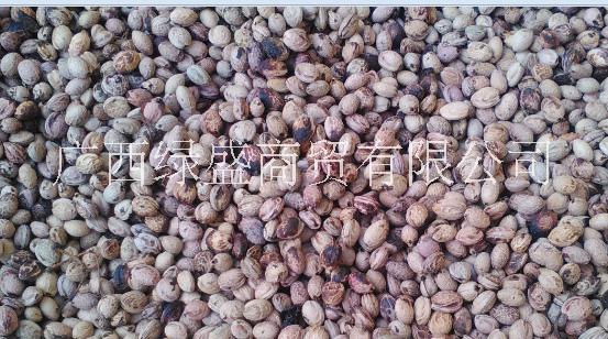 供應(yīng)冬櫻花小苗及種子