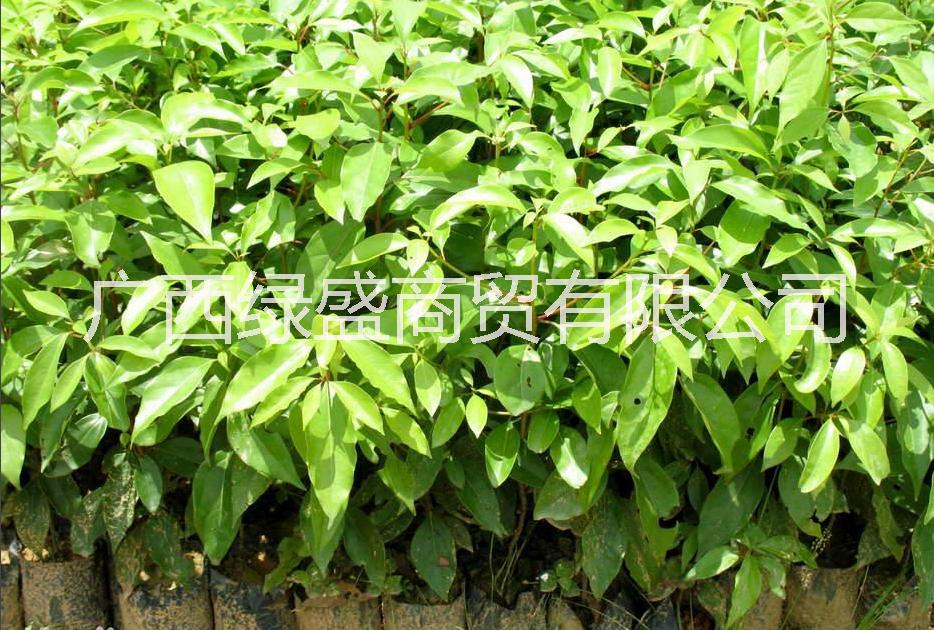 供應(yīng)人面子小苗及種子