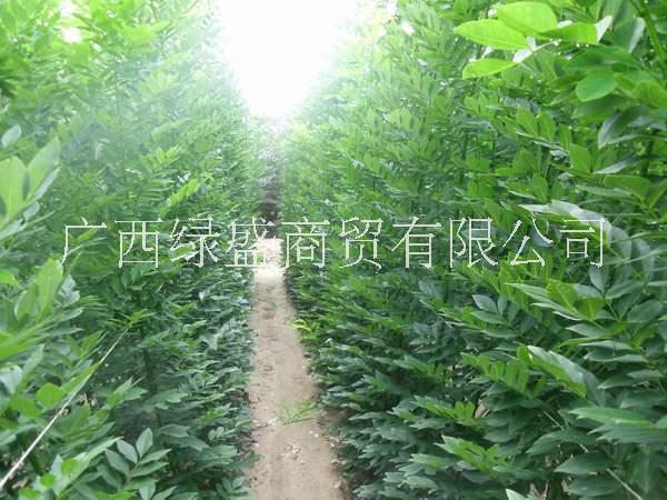 供應(yīng)高脂松小苗及種子