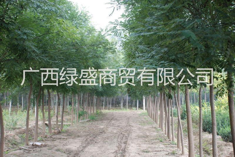 供應(yīng)高脂松小苗及種子