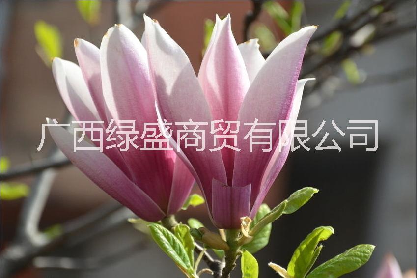 供應(yīng)紫玉蘭小苗及種子