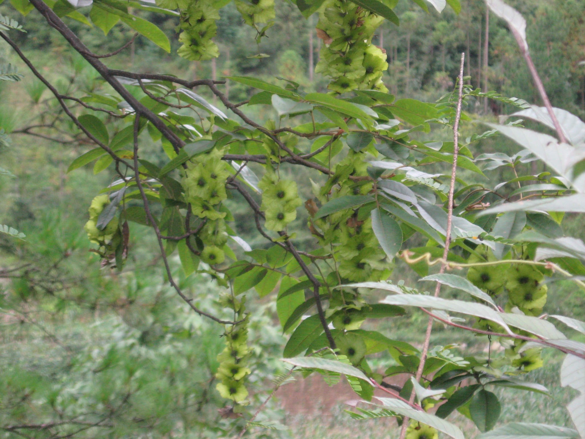 青錢柳種子 青錢柳種子價格 青錢柳種子供應(yīng)商 湖北青錢柳種子