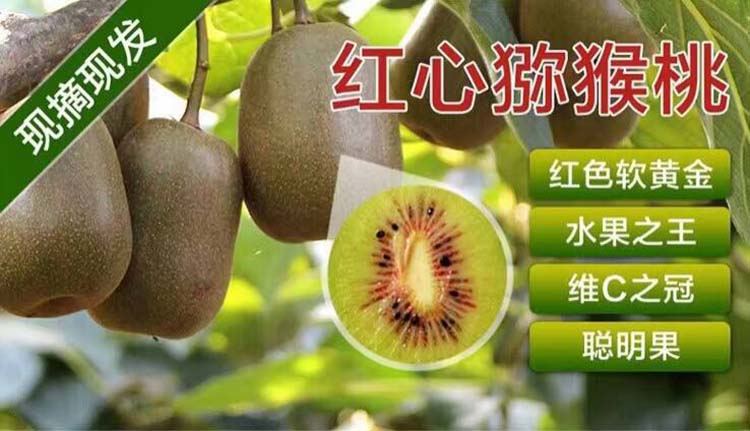 紅陽紅心獼猴桃網(wǎng)絡(luò)訂購配送 水果配送