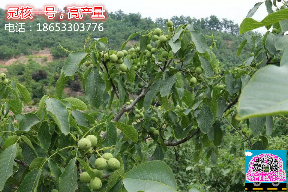 冠核一號(hào)核桃苗 三保一跟蹤服務(wù)  冠核一號(hào)核桃苗 高產(chǎn)量核桃苗