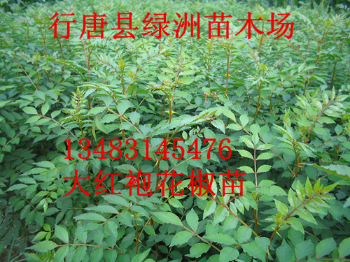 河北省哪里有大紅袍花椒樹苗批發(fā)的