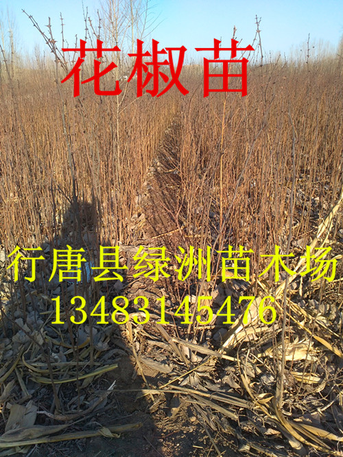 河北省哪里有大紅袍花椒樹苗批發(fā)的