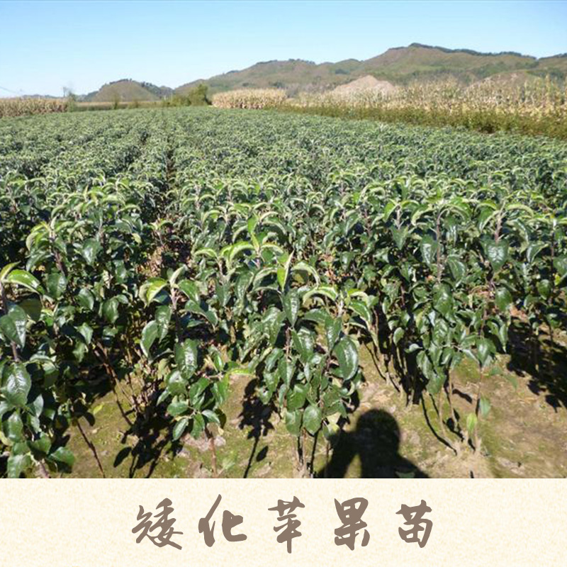 矮化蘋果苗產(chǎn)品 短枝蘋果樹苗 矮化蘋果樹苗 矮化蘋果苗種植基地 矮化蘋果苗供應(yīng)商報(bào)價(jià)