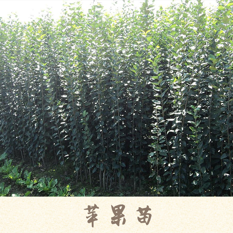 供應山東矮化蘋果苗，矮化蘋果苗價格，矮化蘋果苗基地 苗木批發(fā)基地