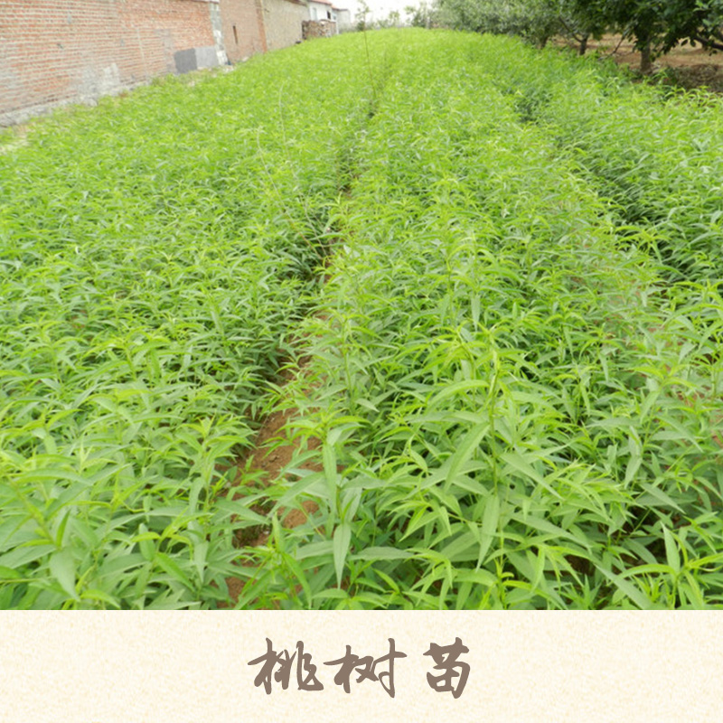 桃樹苗產(chǎn)品 桃樹樹苗批發(fā) 桃樹苗種苗廠家 桃樹苗供應商 桃樹苗現(xiàn)貨報價