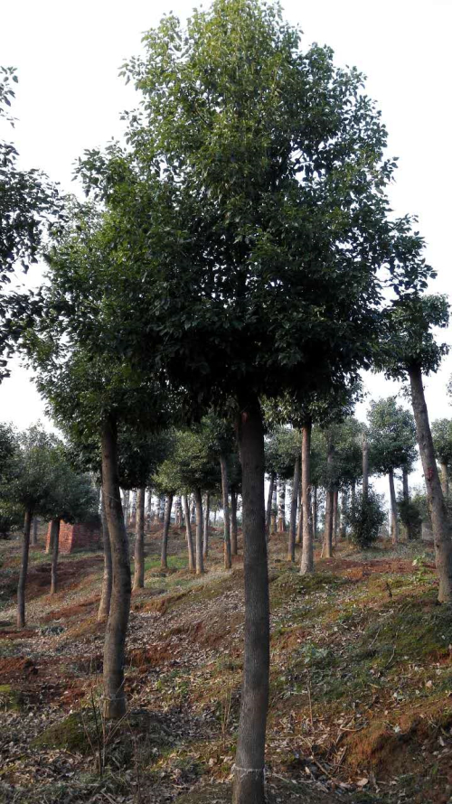 移栽香樟 供應(yīng)四川15-18-20--22公分移栽香樟、香樟之鄉(xiāng)