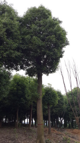 移栽香樟 供應(yīng)四川15-18-20--22公分移栽香樟、香樟之鄉(xiāng)