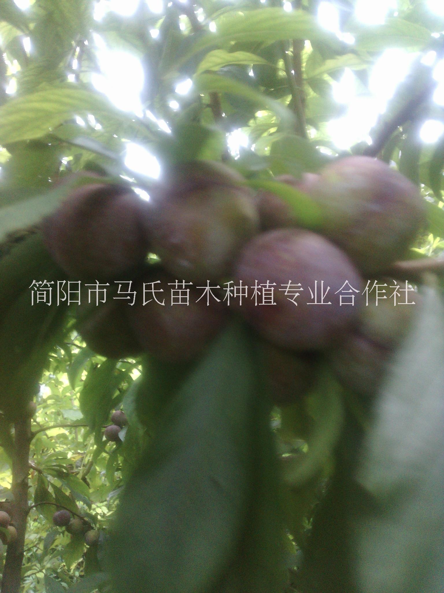 四川晚熟嫁接脆紅李苗批發(fā)價格/李子苗種植基地