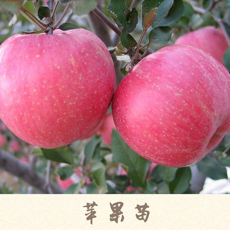 蘋果苗產(chǎn)品 柱狀蘋果苗 紅肉蘋果苗 山東蘋果苗 矮化蘋果苗 蘋果樹苗