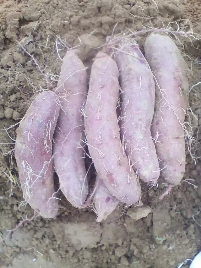 夏津紫薯，紫薯價(jià)格，夏津紫羅蘭，微商銷售
