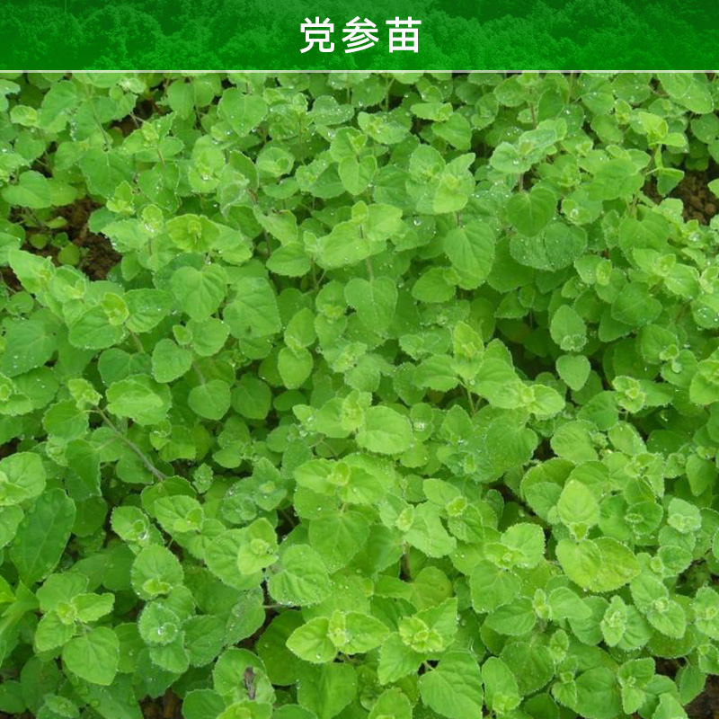 云南昭通黨參苗 黨參種子 黨參苗子 黨參育苗地 黨參苗廠家報價