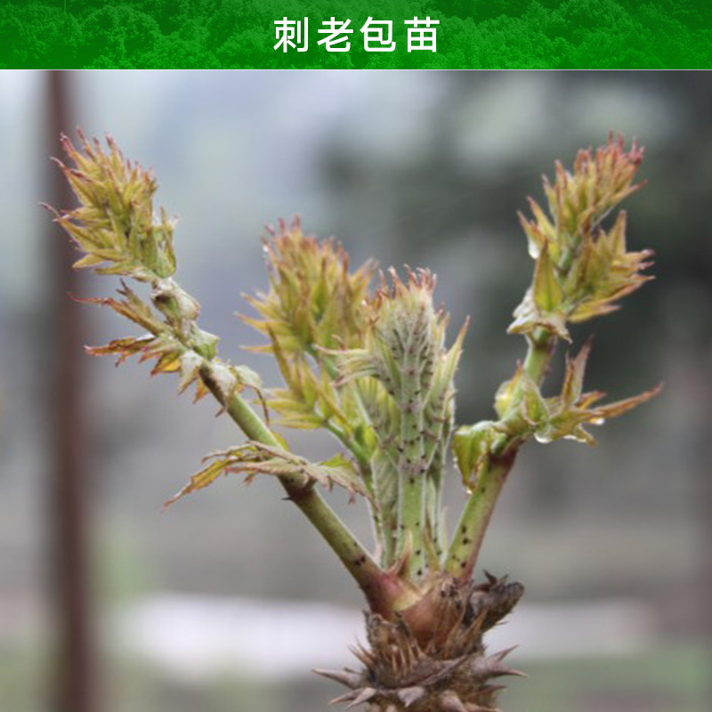 云南刺老包苗產(chǎn)品 刺老包種子現(xiàn)貨 刺苞菜樹苗供應(yīng) 老虎刺種苗價(jià)格 刺老包種苗 刺老鴇樹苗