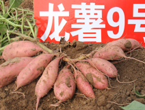 邢臺*脫毒紅薯苗基地  優(yōu)質(zhì)紅薯苗 紅薯苗價格 石家莊紅薯苗 苗