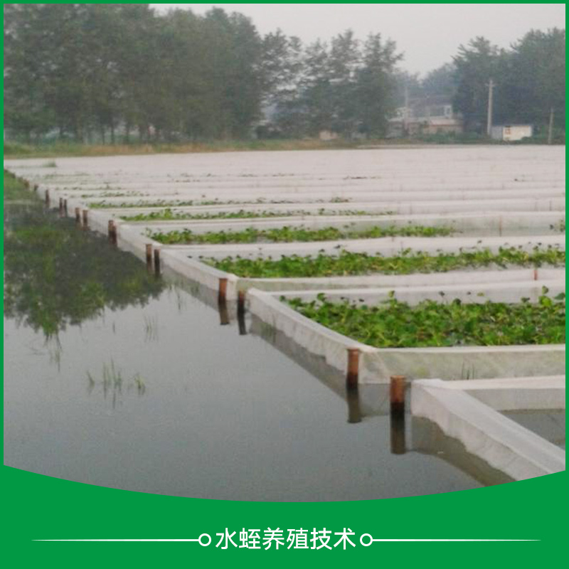 蕭山水蛭養(yǎng)殖技術(shù)_水蛭養(yǎng)殖技術(shù)_水蛭養(yǎng)殖_水蛭養(yǎng)殖*網(wǎng)箱