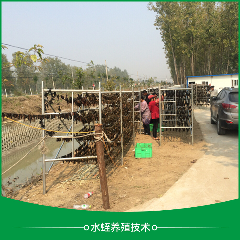蕭山水蛭養(yǎng)殖技術(shù)_水蛭養(yǎng)殖技術(shù)_水蛭養(yǎng)殖_水蛭養(yǎng)殖*網(wǎng)箱