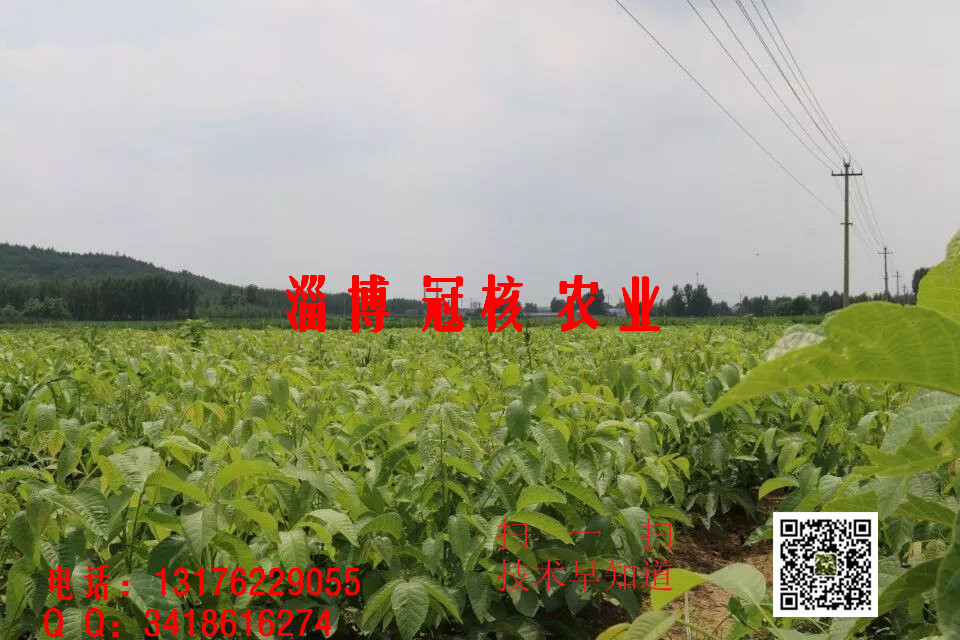 真假嫁接苗區(qū)別以及原種苗與嫁接苗