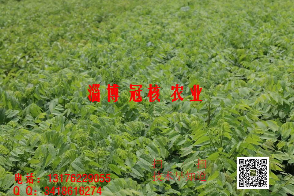 美國黑核桃苗培育基地