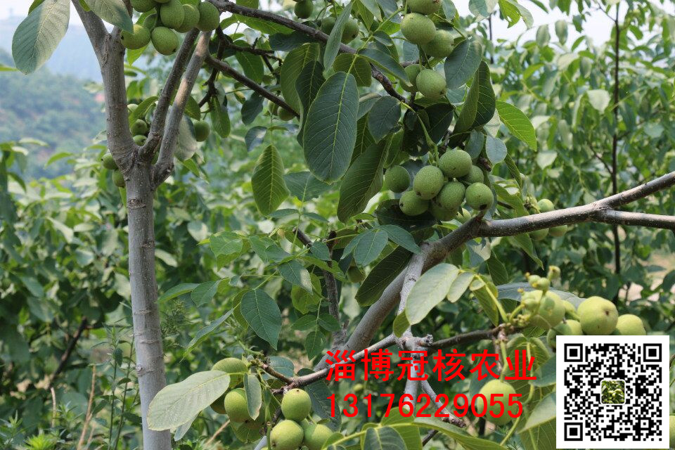 美國黑核桃苗培育基地