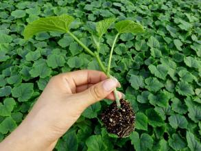 濟陽曲堤黃瓜批發(fā)