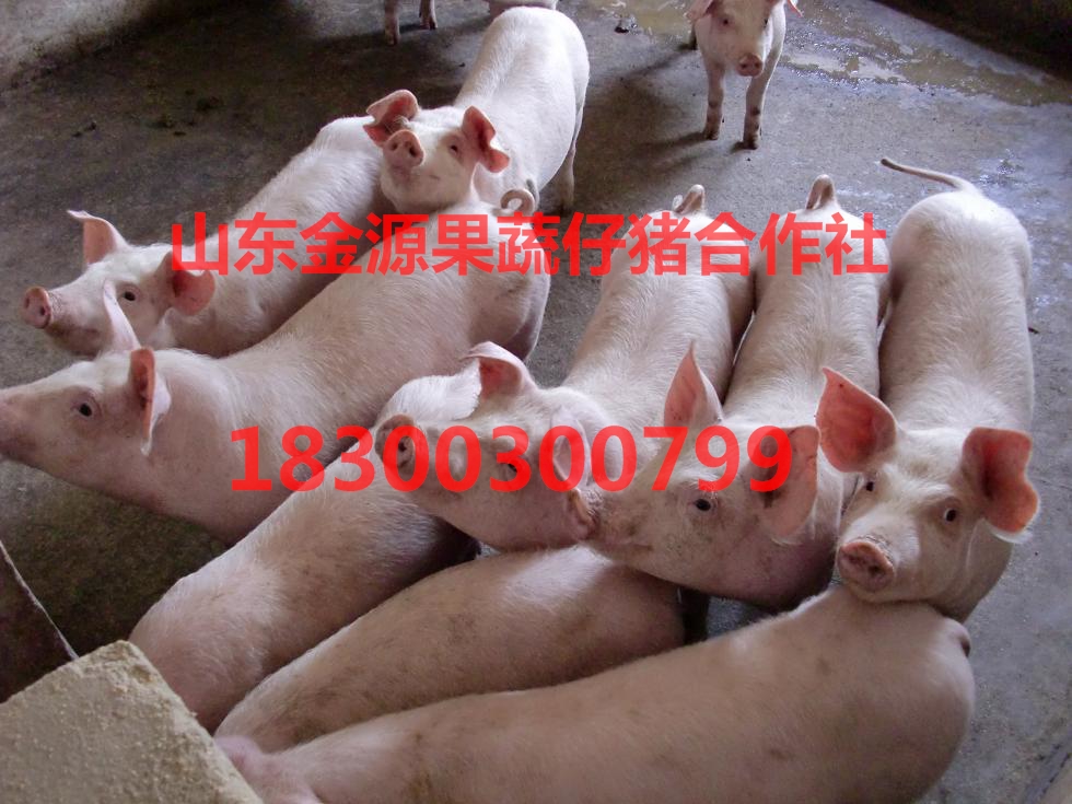 安徽仔豬價(jià)格 仔豬供應(yīng)行情價(jià)格 安徽仔豬批發(fā) 安徽仔豬基地 仔豬供應(yīng)商
