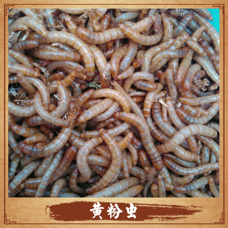 黃粉蟲廠家 陜西黃粉蟲 黃粉蟲養(yǎng)殖 黃粉蟲養(yǎng)殖技術 黃粉蟲價格