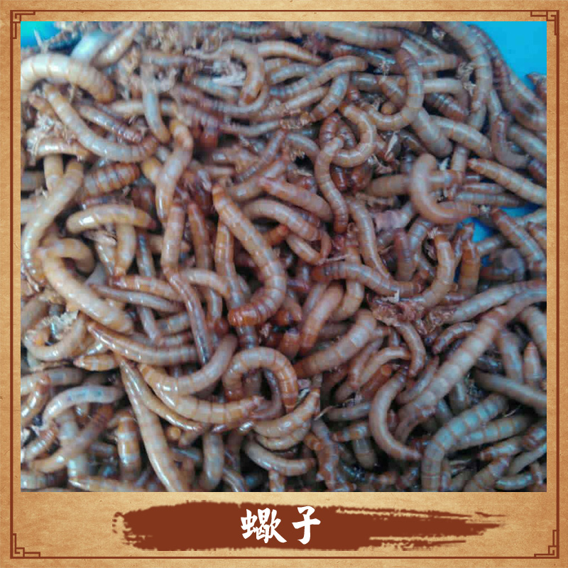 陜西*養(yǎng)殖 *養(yǎng)殖基地 *養(yǎng)殖技術(shù) *價(jià)格