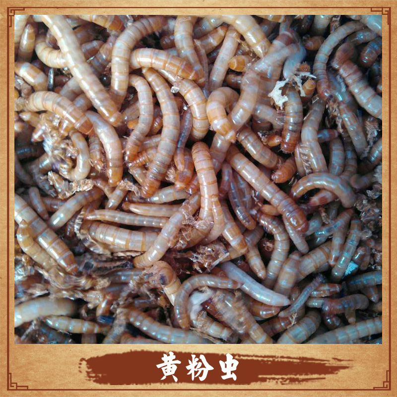 黃粉蟲廠家 陜西黃粉蟲 黃粉蟲養(yǎng)殖 黃粉蟲養(yǎng)殖技術 黃粉蟲價格