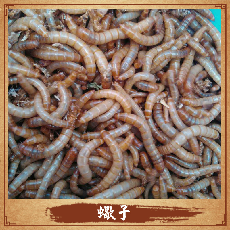 陜西*養(yǎng)殖 *養(yǎng)殖基地 *養(yǎng)殖技術(shù) *價(jià)格
