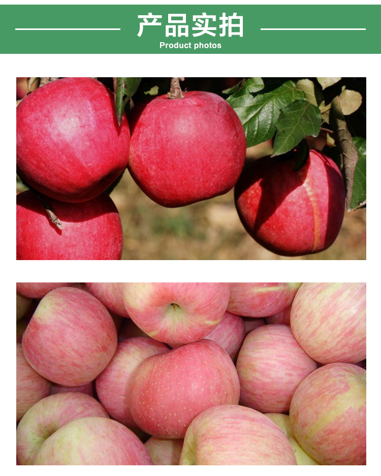 紅富士蘋果*價格，山東蘋果*批發(fā)價格，供應(yīng)商
