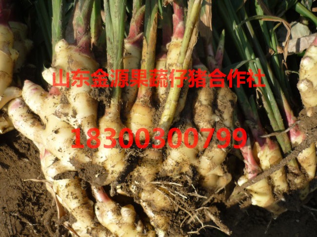 今日生姜批發(fā)價格 山東生姜價格行 生姜價格 生姜批發(fā) 山東生姜供應(yīng)