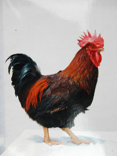 供應(yīng)k99雞苗//麻雞苗// k99雞苗