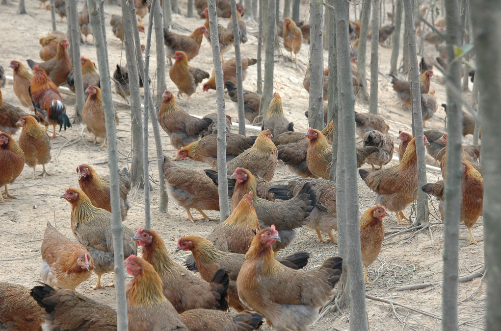 供應(yīng)k99雞苗//麻雞苗// k99雞苗