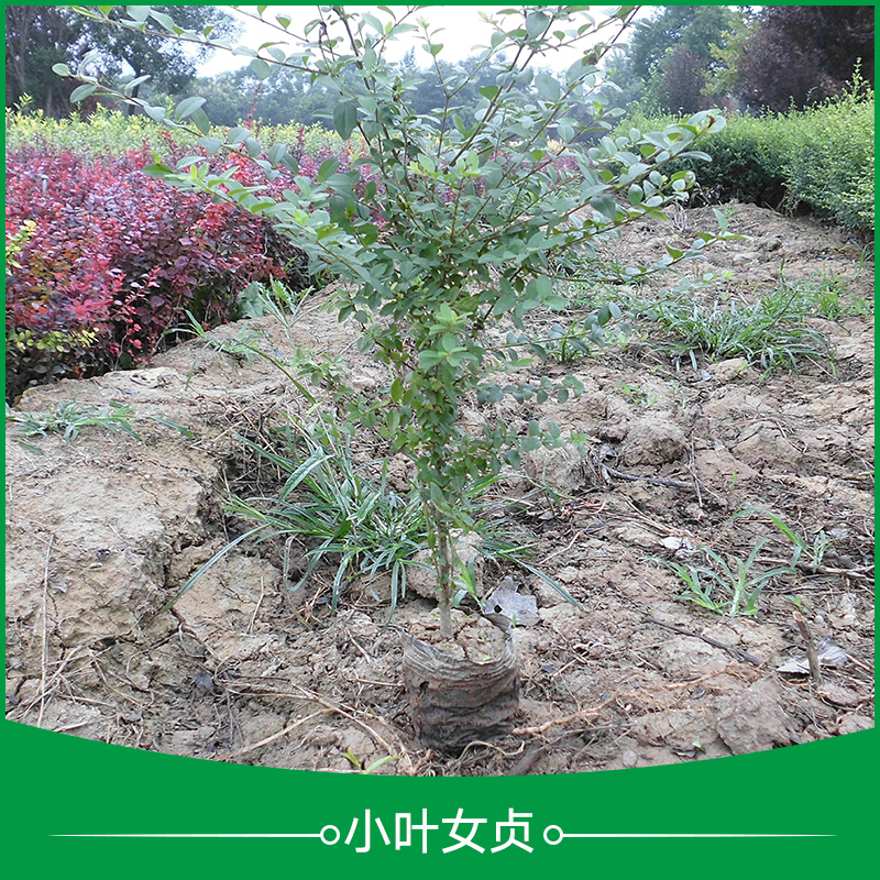 小葉女貞樹苗 小葉女貞營(yíng)養(yǎng)杯苗 小葉女貞球 庭院觀賞樹 園林綠化綠籬樹
