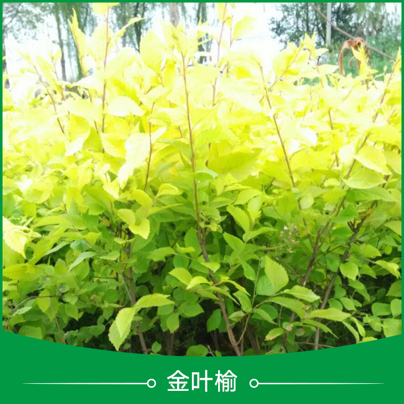 陜西金葉榆樹苗批發(fā) 中華金葉榆 金葉榆盆裝苗|大地苗 金葉榆球
