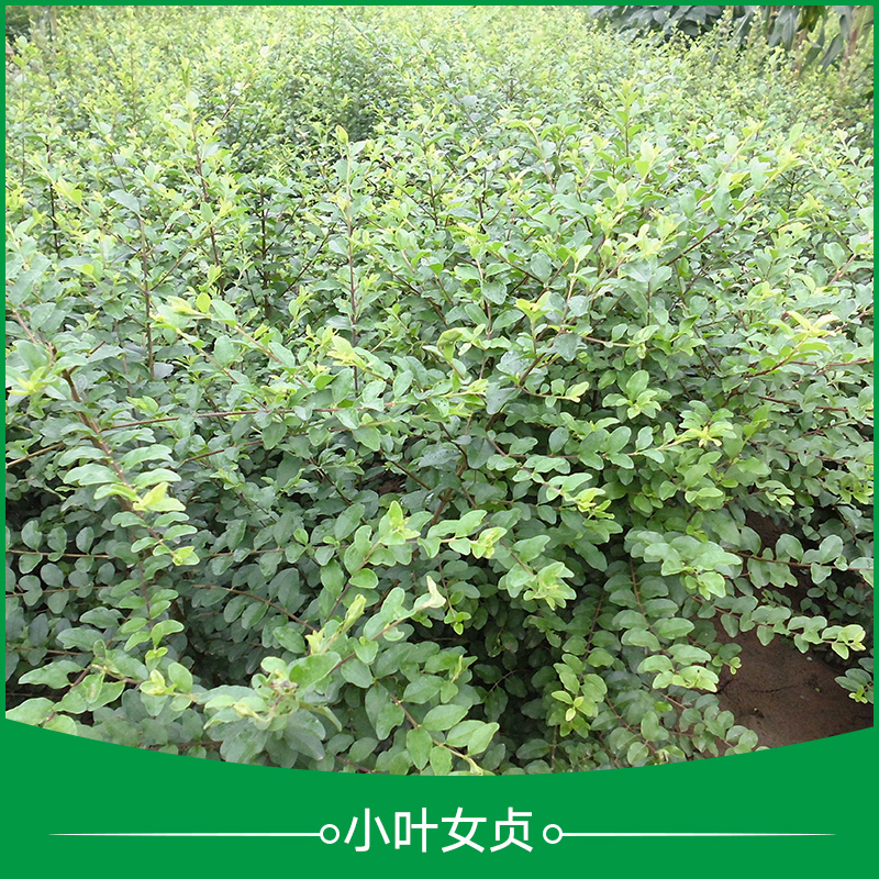 小葉女貞樹苗 小葉女貞營(yíng)養(yǎng)杯苗 小葉女貞球 庭院觀賞樹 園林綠化綠籬樹